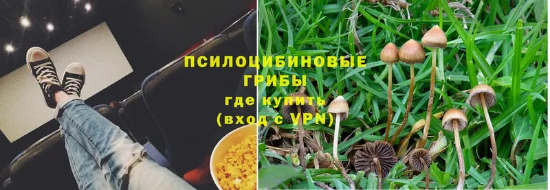 Псилоцибиновые грибы Psilocybe  Нолинск 